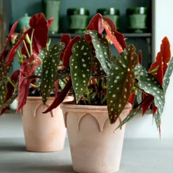 Bergs Potter Elizabeth pot Ø14 cm, Rose< Bloempotten
