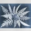 Fine Little Day Fern star poster, 40x50 cm< Posters