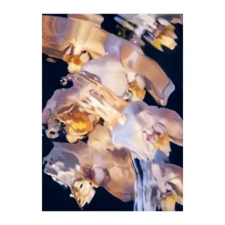 Paper Collective Flora Aquatica 01 poster, 50x70 cm< Posters