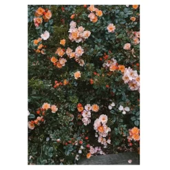 Fine Little Day Rose poster, 70x100 cm< Posters