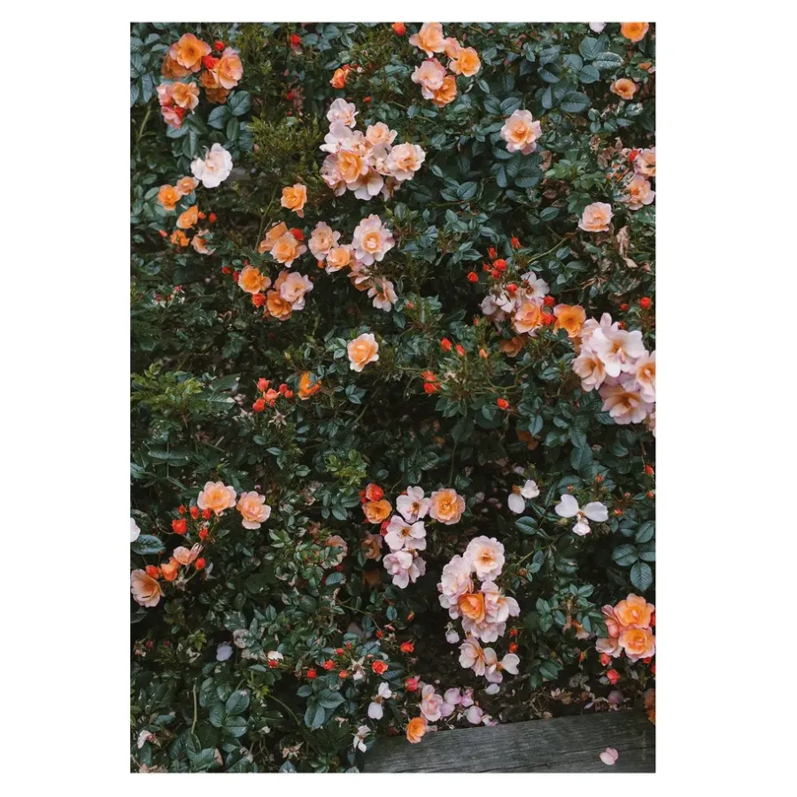 Fine Little Day Rose poster, 70x100 cm< Posters