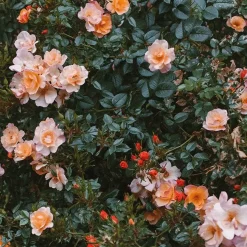 Fine Little Day Rose poster, 70x100 cm< Posters