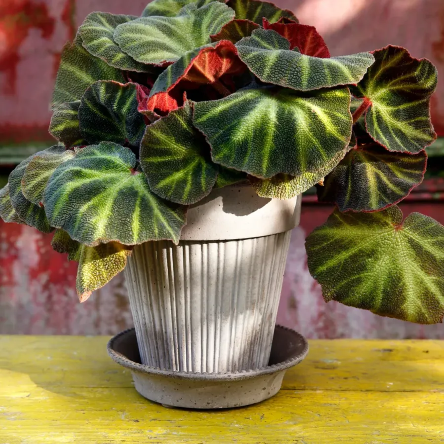 Bergs Potter Simona pot 16 cm, Grijs< Bloempotten