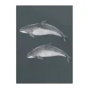 Kunskapstavlan® Östersjötumlare poster, 50x70 cm< Posters