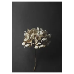 Paper Collective Still Life 04 Hydrangea poster, 30x40 cm< Posters