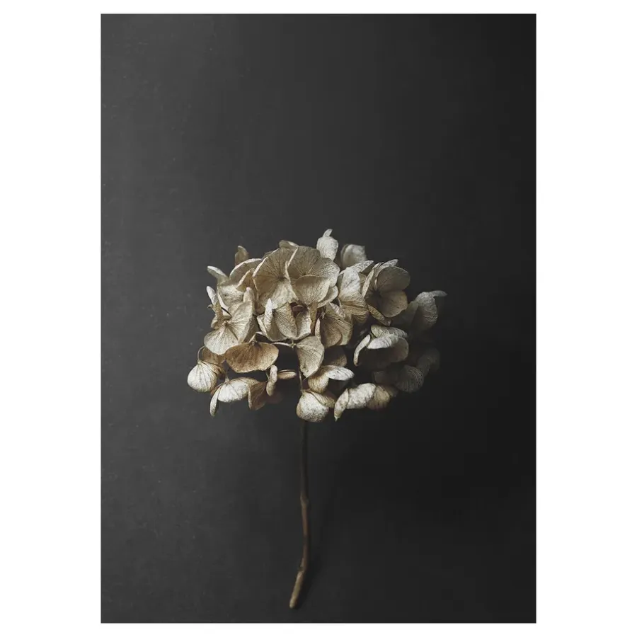 Paper Collective Still Life 04 Hydrangea poster, 30x40 cm< Posters