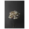 Paper Collective Still Life 04 Hydrangea poster, 50x70 cm< Posters