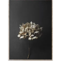Paper Collective Still Life 04 Hydrangea poster, 50x70 cm< Posters