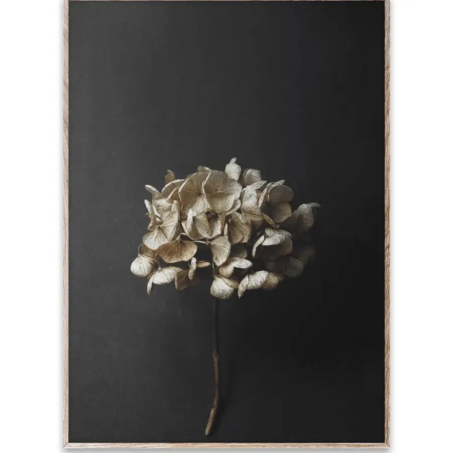 Paper Collective Still Life 04 Hydrangea poster, 50x70 cm< Posters
