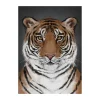 Kunskapstavlan® Tiger poster, 30x40 cm< Posters